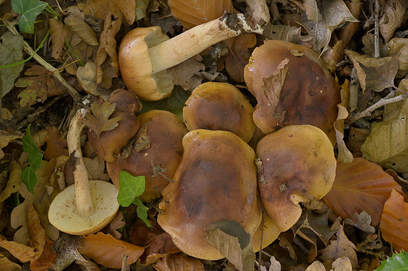 Tricholoma ustale